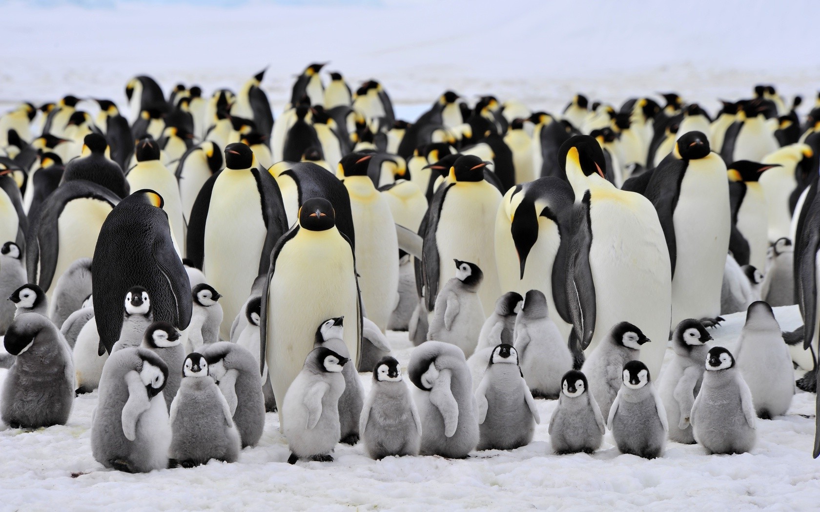 animals, Penguins, Birds, Baby Animals Wallpapers HD / Desktop and ...