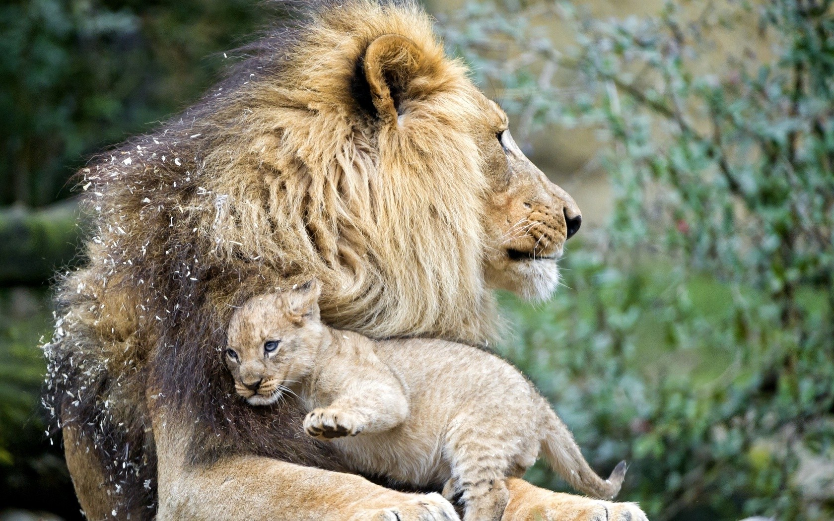 animals, Lion Wallpaper
