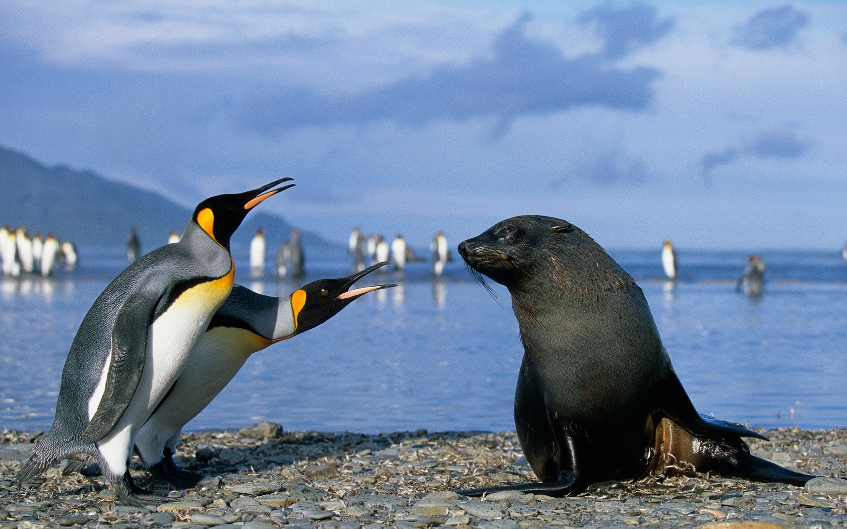 animals, Penguins Wallpapers HD / Desktop and Mobile Backgrounds