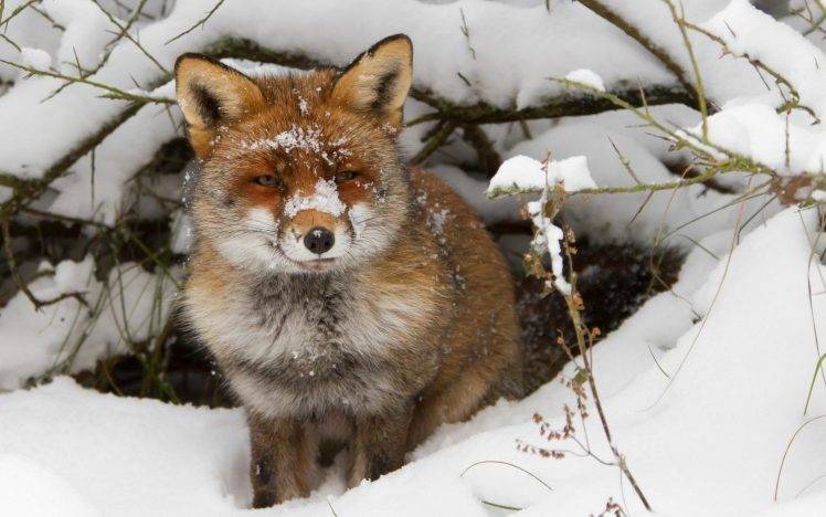 animals, Fox, Snow HD Wallpaper Desktop Background
