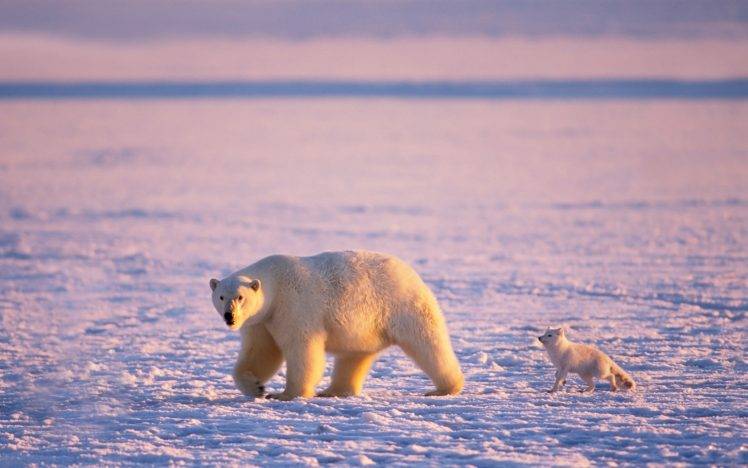 animals, Polar Bears, Friends, Snow HD Wallpaper Desktop Background