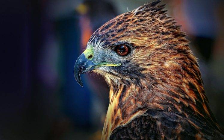 animals, Eagle, Birds HD Wallpaper Desktop Background