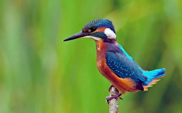 animals, Birds, Kingfisher HD Wallpaper Desktop Background