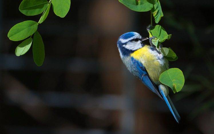 animals, Birds, Titmouse, Leaves HD Wallpaper Desktop Background