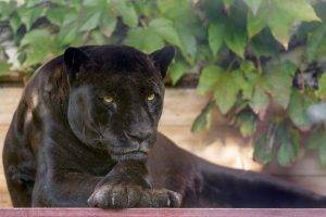 animals, Black Panther