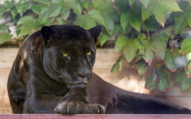 animals, Black Panther HD Wallpaper Desktop Background