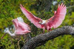 animals, Birds, Pink