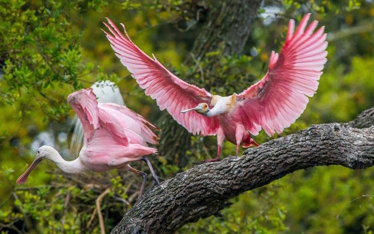 animals, Birds, Pink HD Wallpaper Desktop Background
