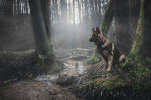 animals, Dog, Forest, German Shepherd