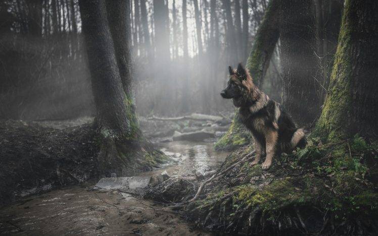 animals, Dog, Forest, German Shepherd HD Wallpaper Desktop Background