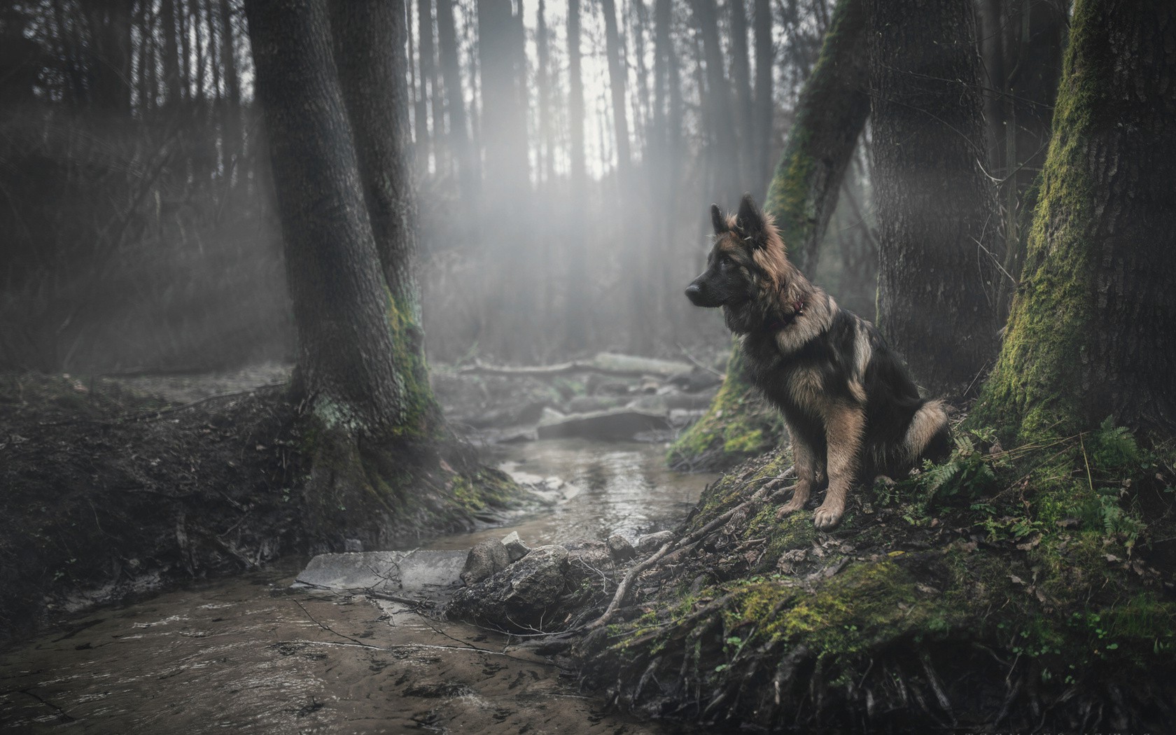 animals, Dog, Forest, German Shepherd Wallpapers HD / Desktop and