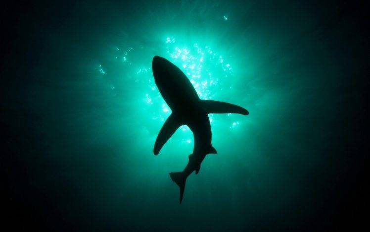animals, Shark, Underwater HD Wallpaper Desktop Background