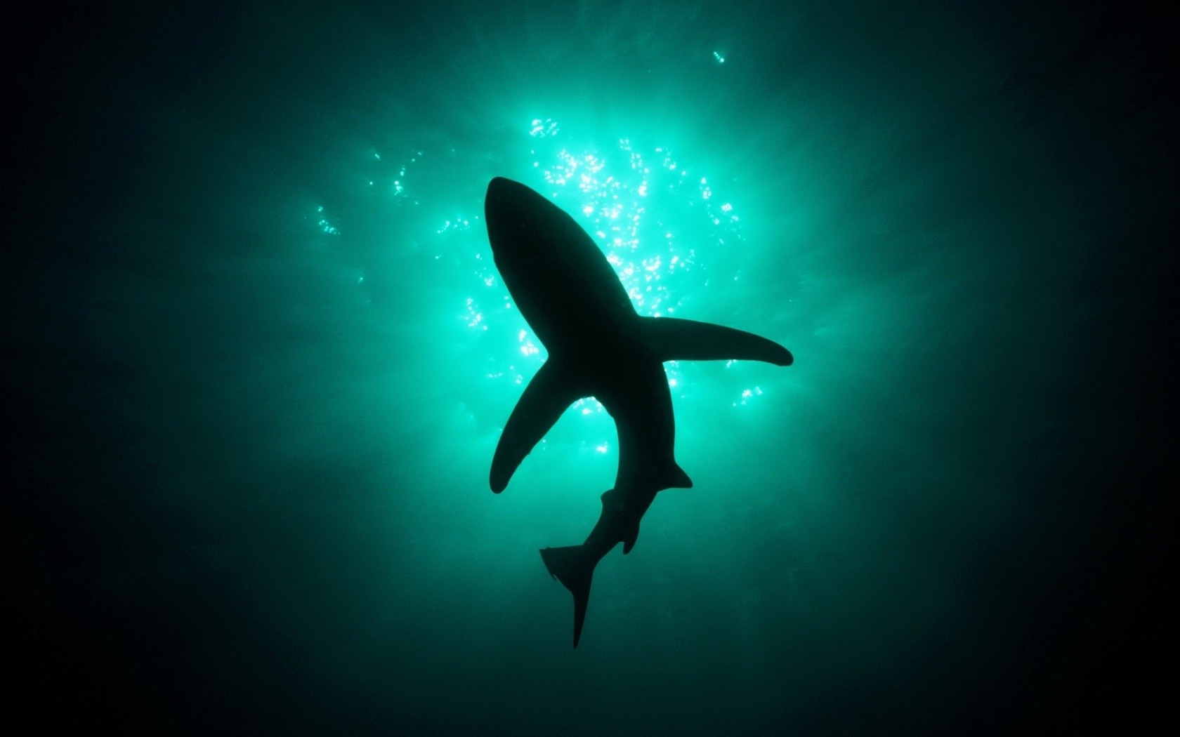 animals, Shark, Underwater Wallpaper