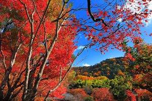 maple Leaves, Fall, Trees, Hill, Red, Nature, Landscape