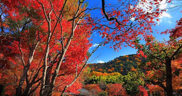 maple Leaves, Fall, Trees, Hill, Red, Nature, Landscape HD Wallpaper Desktop Background