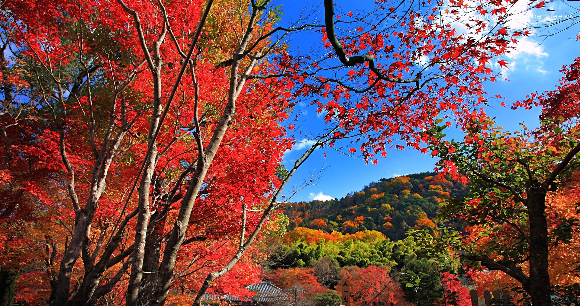 maple Leaves, Fall, Trees, Hill, Red, Nature, Landscape Wallpaper