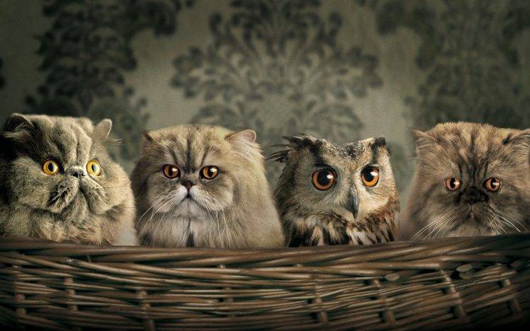 animals, Cat, Owl, Humor, Baskets HD Wallpaper Desktop Background