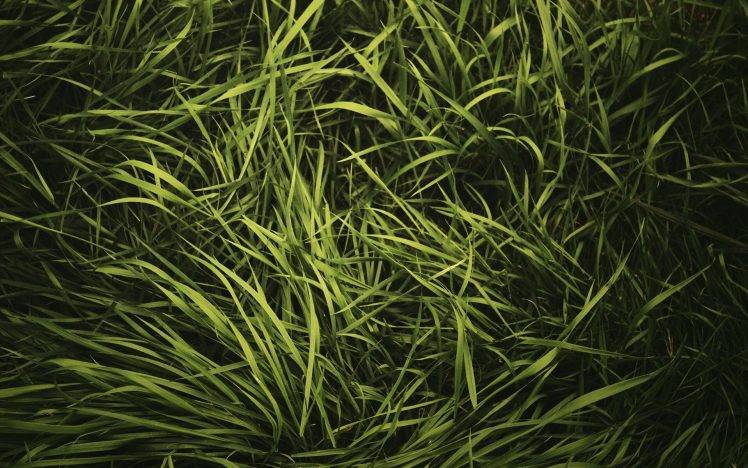 green, Grass, Nature HD Wallpaper Desktop Background