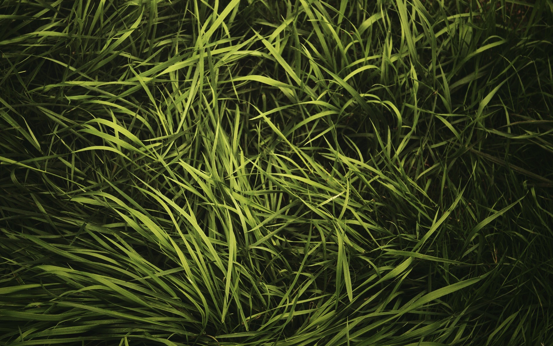 green, Grass, Nature Wallpaper