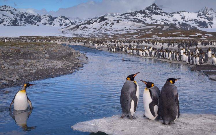 nature, Landscape, Penguins, Animals, Birds, Mountain, River HD Wallpaper Desktop Background