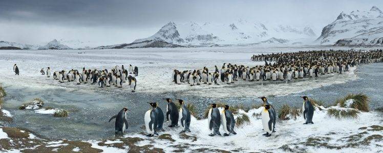 nature, Landscape, Penguins, Animals, Mountain, Birds, Snow HD Wallpaper Desktop Background