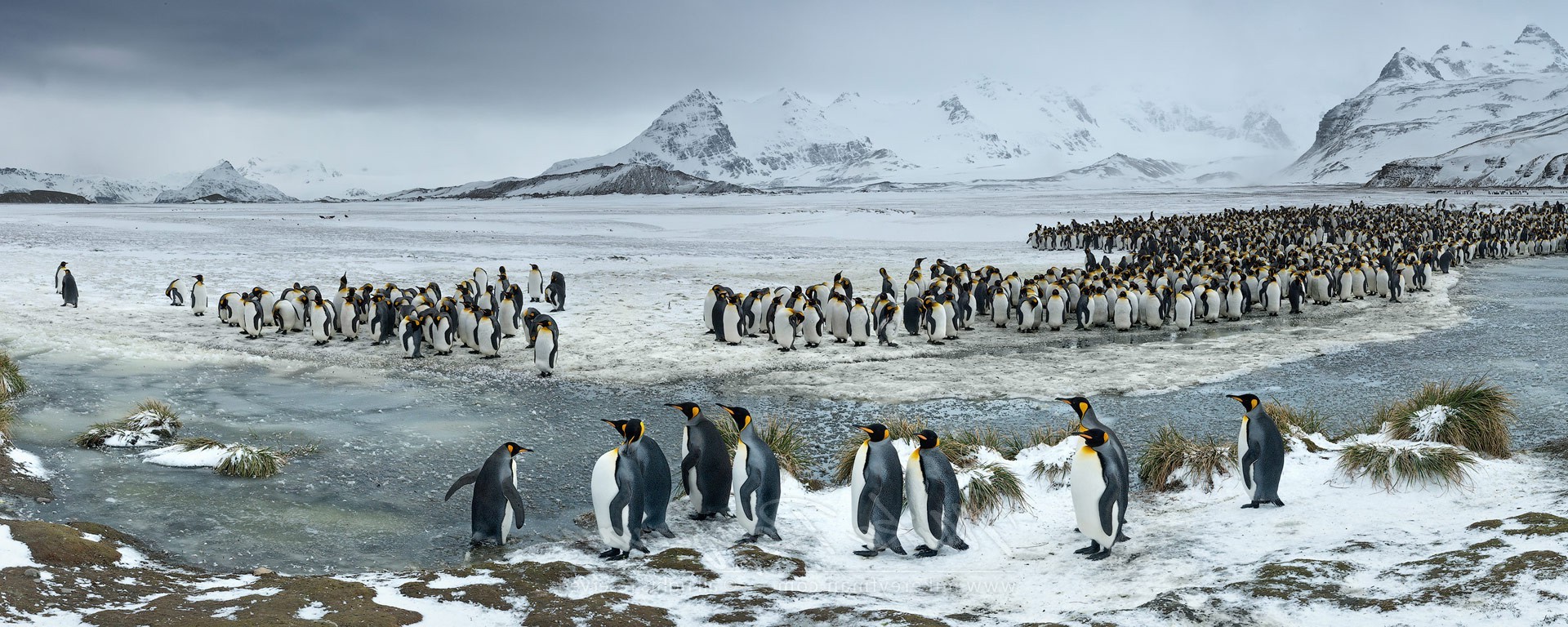 nature, Landscape, Penguins, Animals, Mountain, Birds, Snow Wallpaper