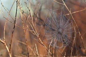 nature, Animals, Spiderwebs