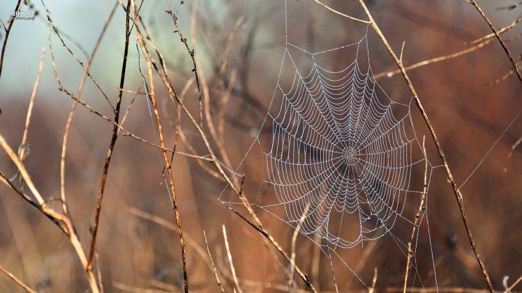 nature, Animals, Spiderwebs HD Wallpaper Desktop Background