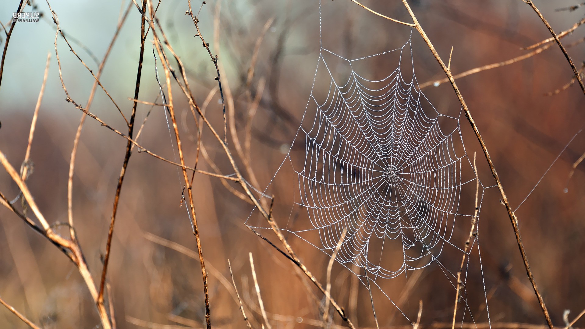 nature, Animals, Spiderwebs Wallpaper