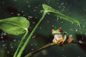 frog, Animals, Nature, Amphibian, Red Eyed Tree Frogs, Water Drops