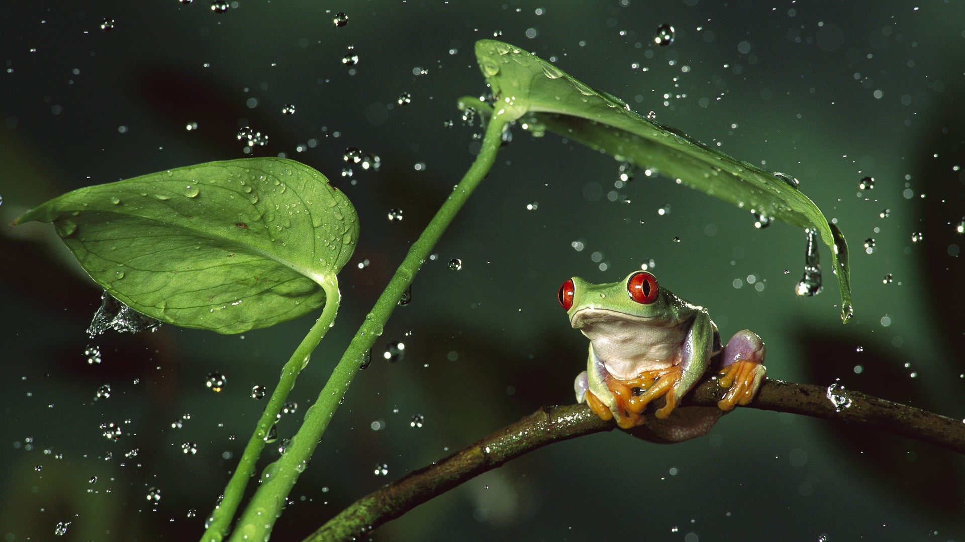 frog, Animals, Nature, Amphibian, Red Eyed Tree Frogs, Water Drops Wallpaper