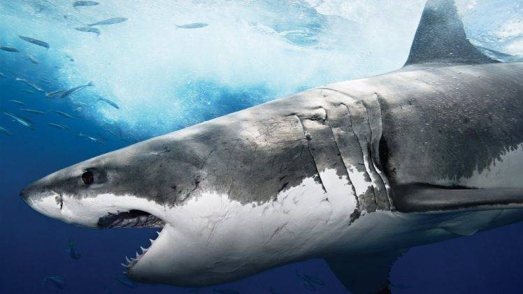 animals, Shark HD Wallpaper Desktop Background