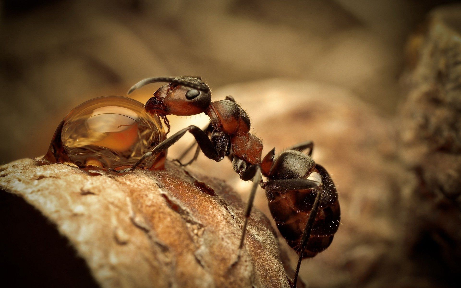 insect, Animals, Nature, Ants Wallpaper