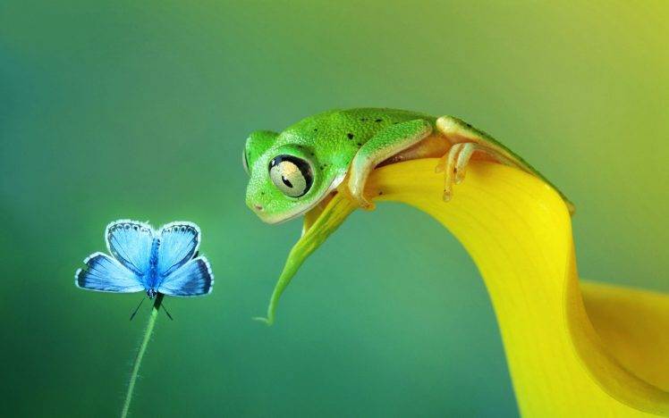 animals, Frog, Macro HD Wallpaper Desktop Background