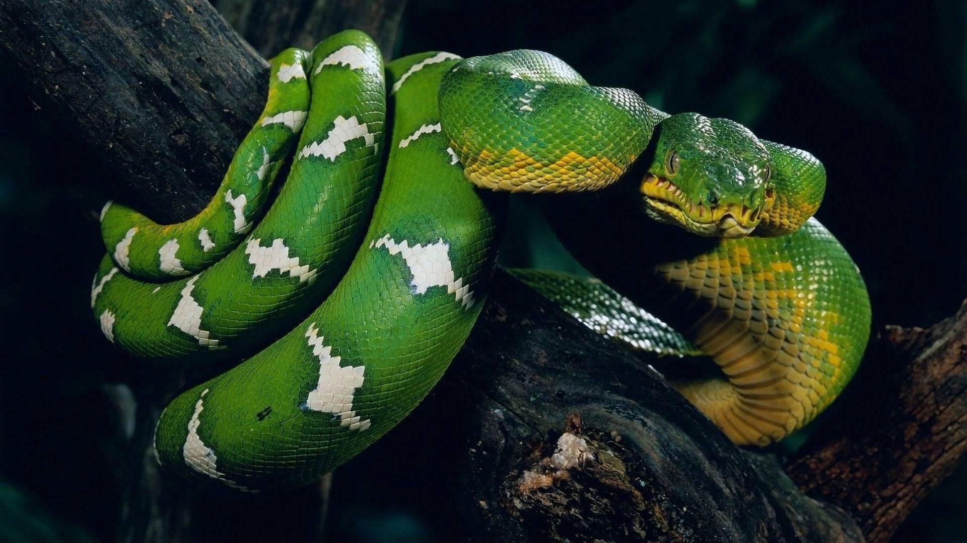 nature, Animals, Snake Wallpaper