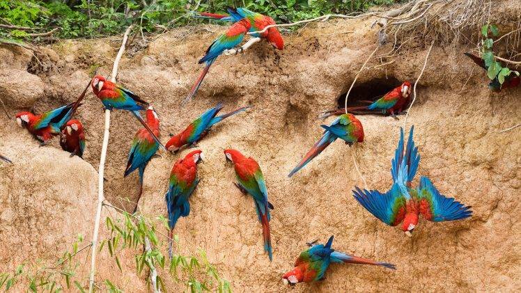 nature, Animals, Parrot, Birds HD Wallpaper Desktop Background