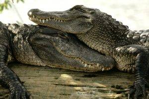 crocodiles, Animals, Nature