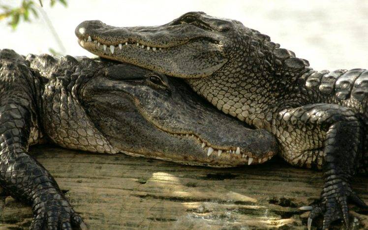crocodiles, Animals, Nature HD Wallpaper Desktop Background