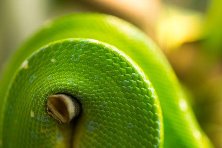 snake, Animals, Nature, Macro, Closeup HD Wallpaper Desktop Background