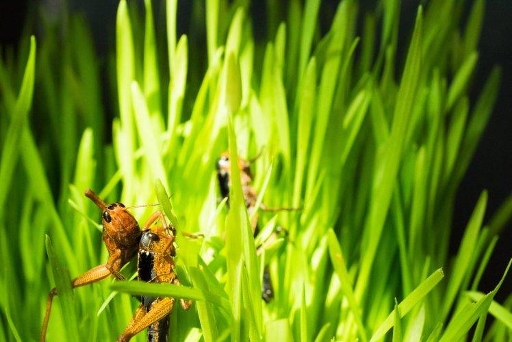 grasshopper, Animals, Nature, Closeup, Macro HD Wallpaper Desktop Background