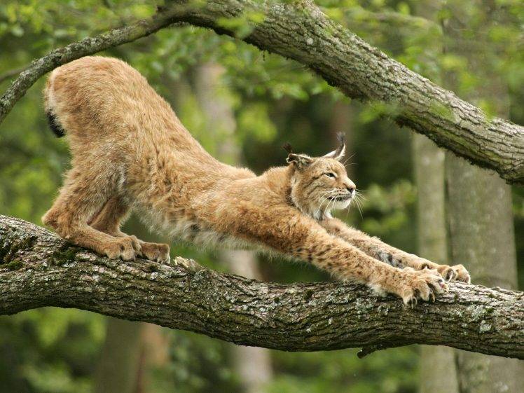 nature, Animals, Cat, Lynx HD Wallpaper Desktop Background