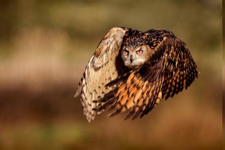nature, Animals, Owl, Birds HD Wallpaper Desktop Background