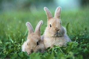 animals, Rabbits