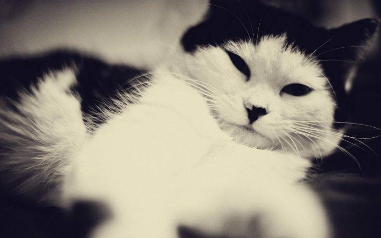 animals, Cat, Black Eyes, Monochrome HD Wallpaper Desktop Background