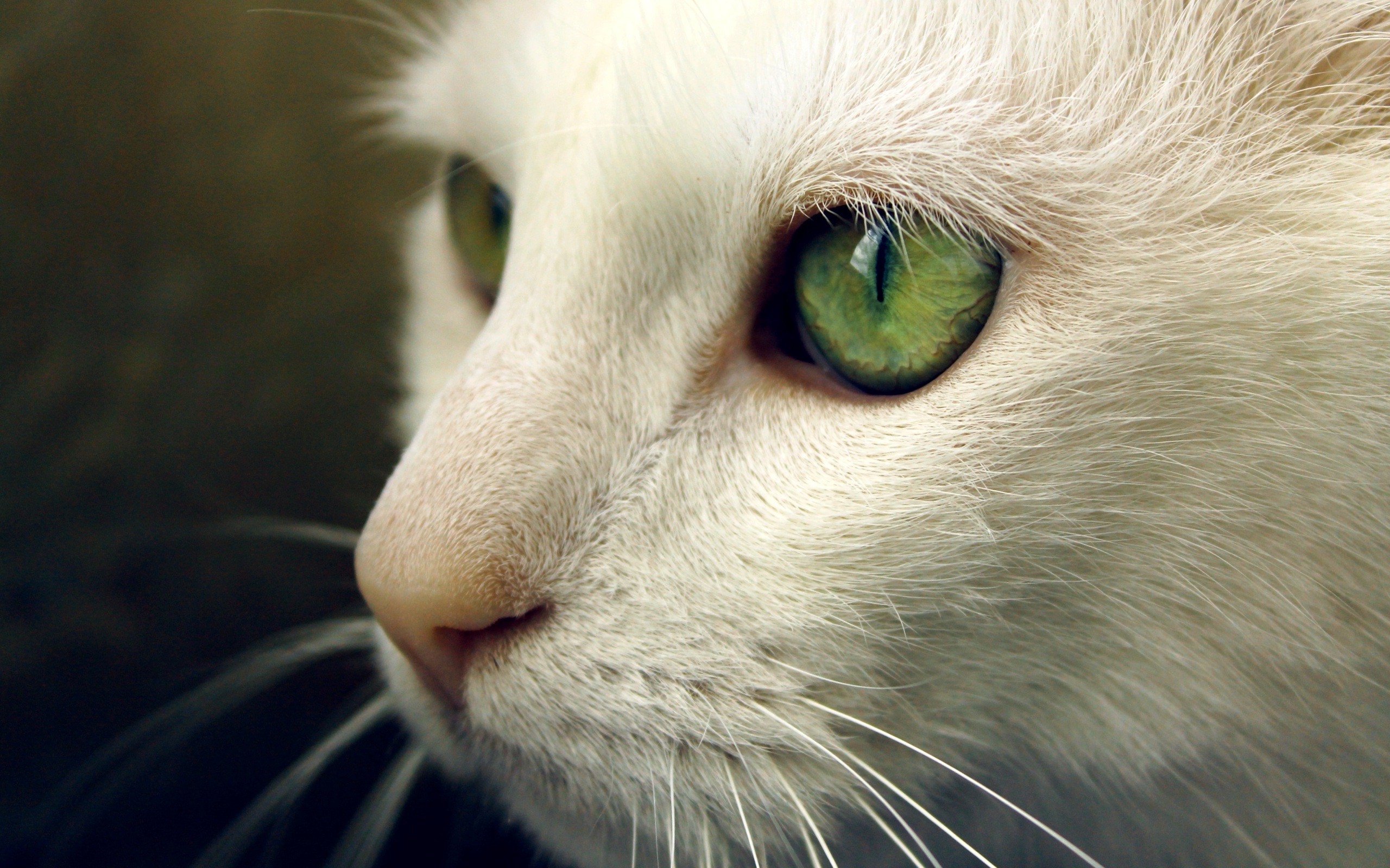 animals, Cat, Green Eyes, Closeup Wallpaper