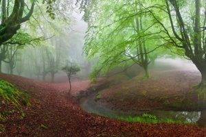 forest, Moss, Mist, Trees, Creeks, Nature, Green, Landscape, Hill, Panoramas
