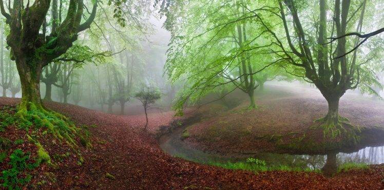 forest, Moss, Mist, Trees, Creeks, Nature, Green, Landscape, Hill, Panoramas HD Wallpaper Desktop Background