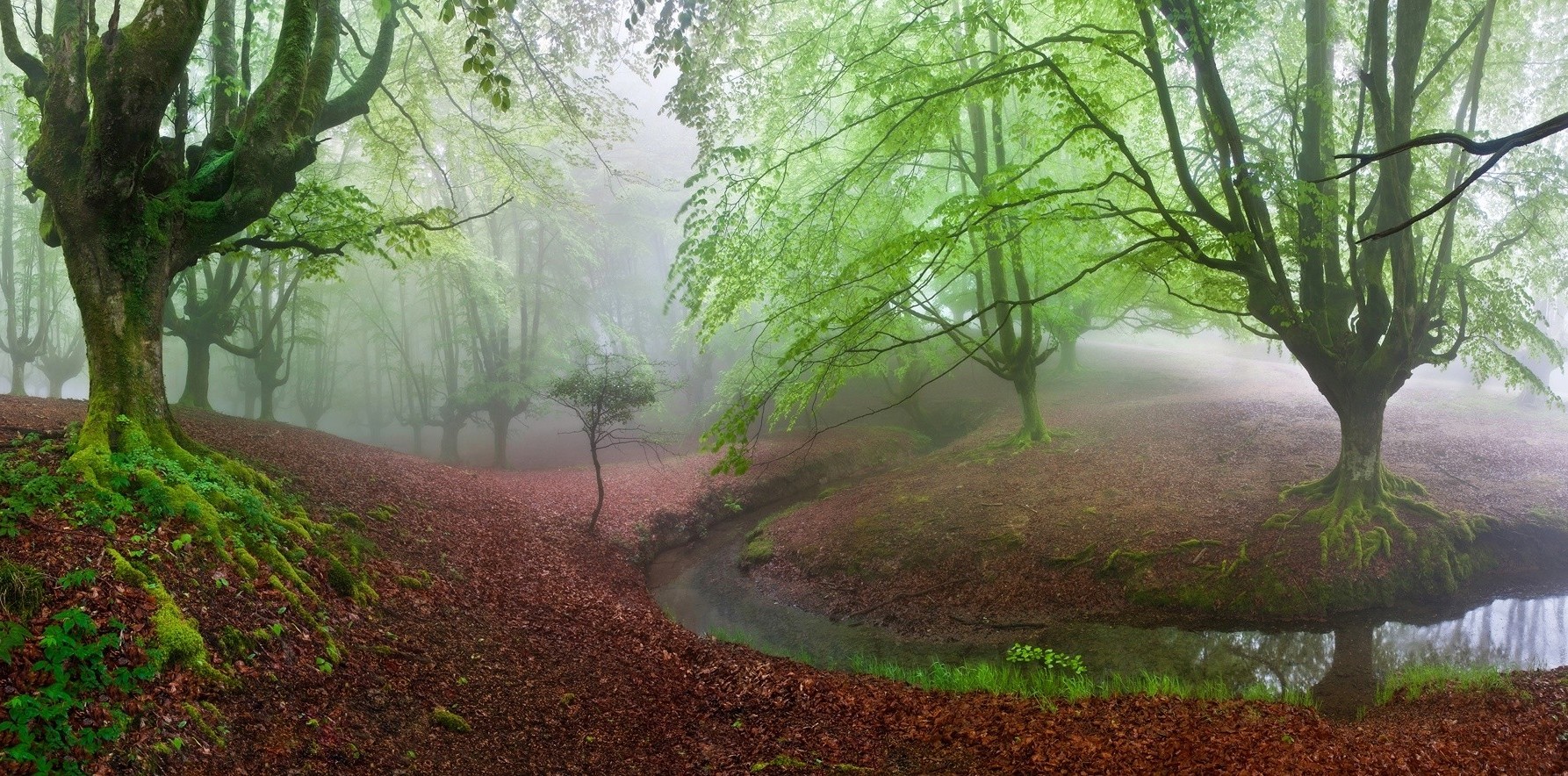 forest, Moss, Mist, Trees, Creeks, Nature, Green, Landscape, Hill, Panoramas Wallpaper