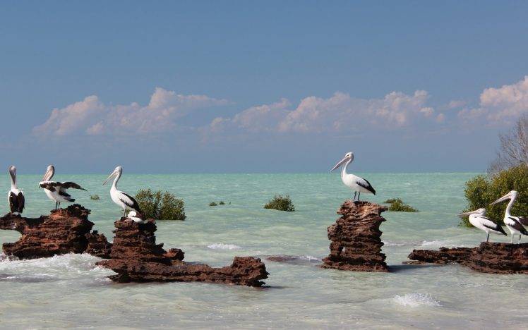 animals, Sea, Pelicans, Nature HD Wallpaper Desktop Background
