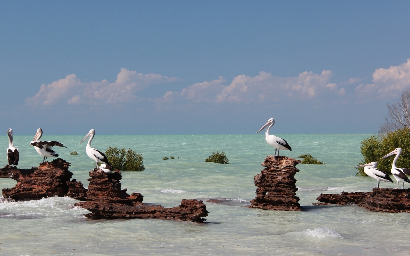 animals, Sea, Pelicans, Nature Wallpaper
